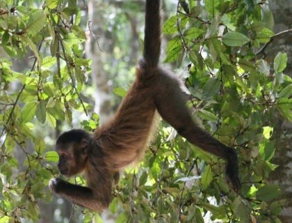 Birds of Eden & Monkeyland