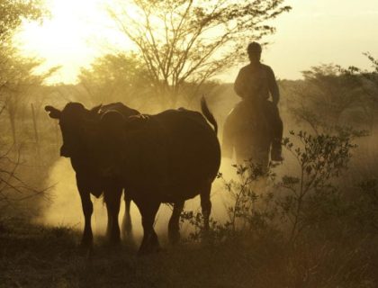 Horizon Horseback Safaris