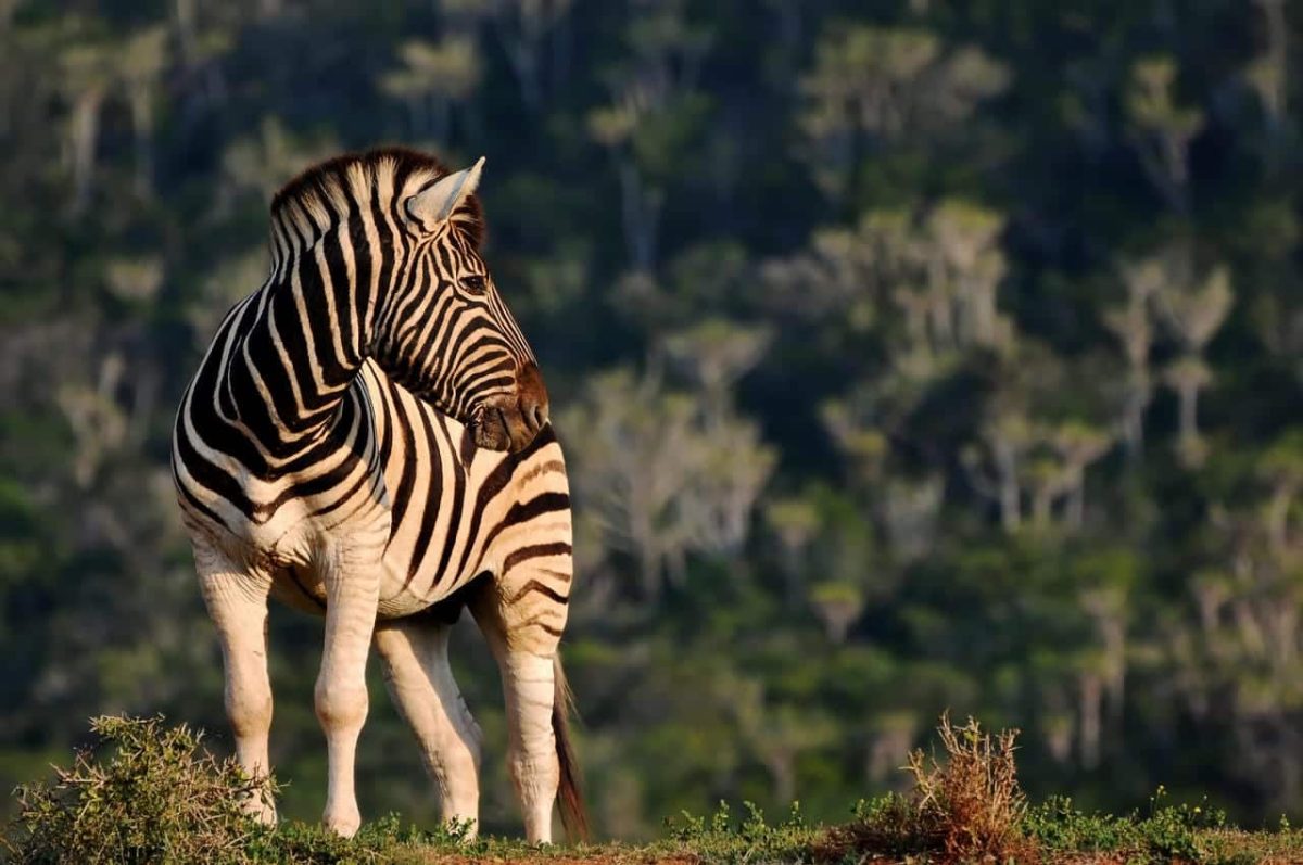 Cedarberg Travel | Eastern Cape Safari at Kariega