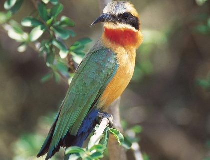 Moholoholo Rehabilitation centre