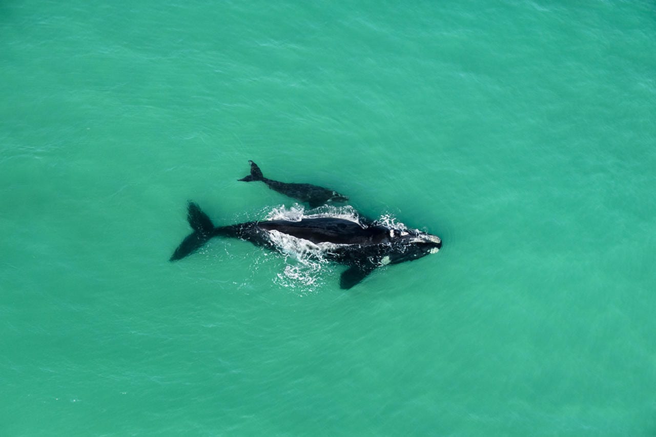Whale watching by air