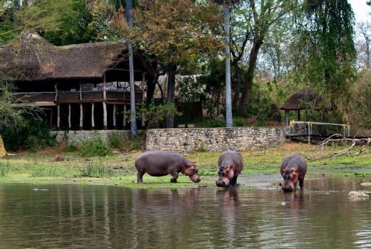 Mvuu Lodge
