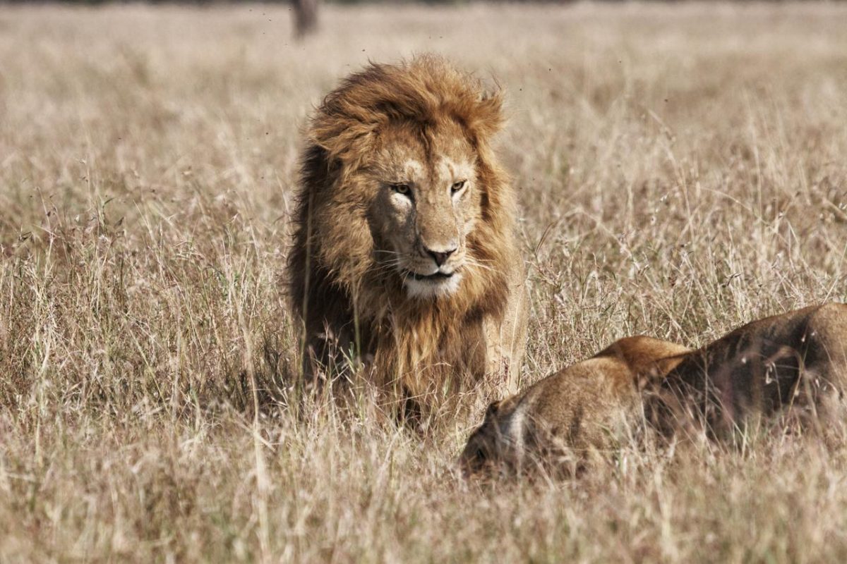 Cedarberg Travel | Ngare Serian Camp