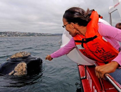 Ocean Safaris for Whale watching