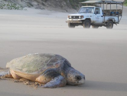 Turtle-tracking excursions in Coastal Maputaland or Isimangaliso Wetlands Park