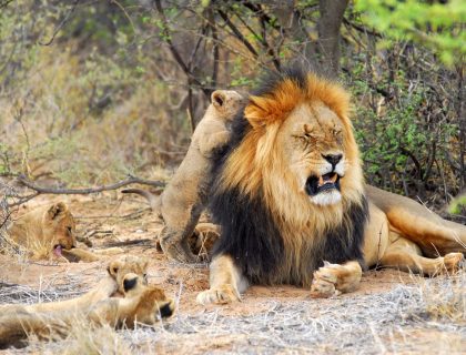 Tswalu, Kalahari desert