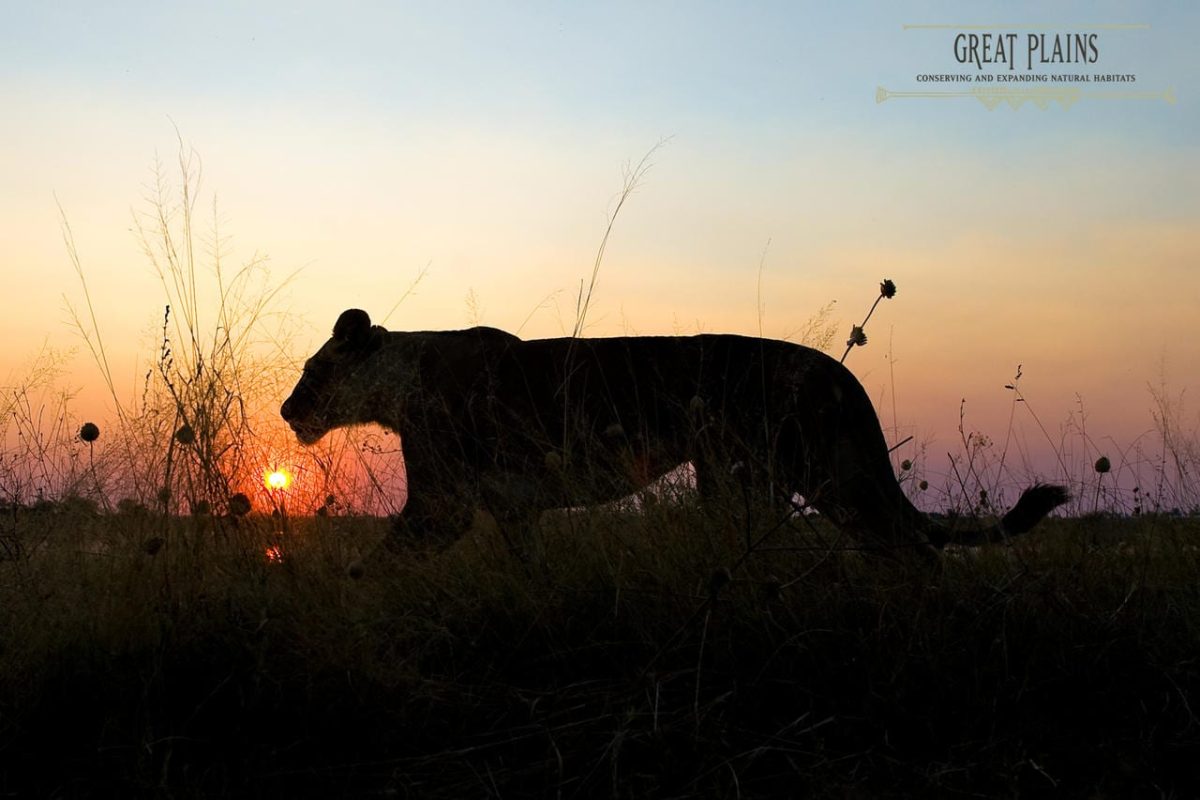 Cedarberg Travel | Zarafa Camp