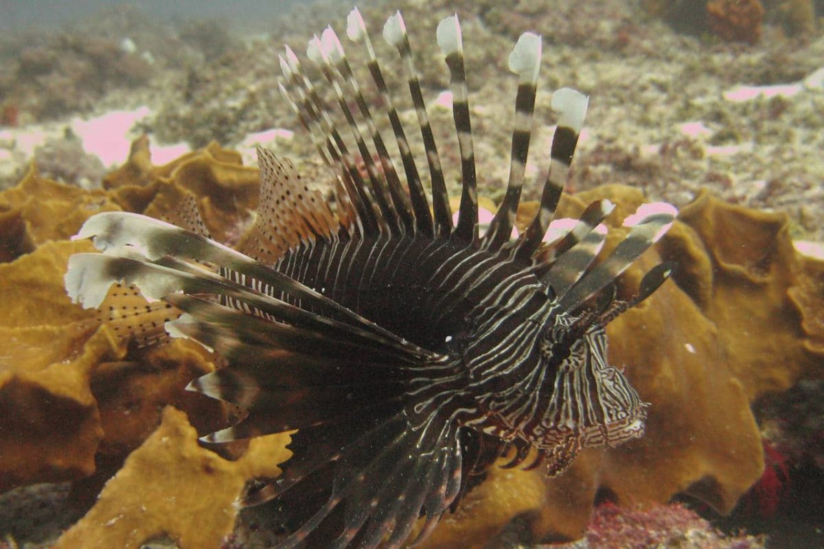 Cedarberg Travel | Matemwe Attitude Hotel