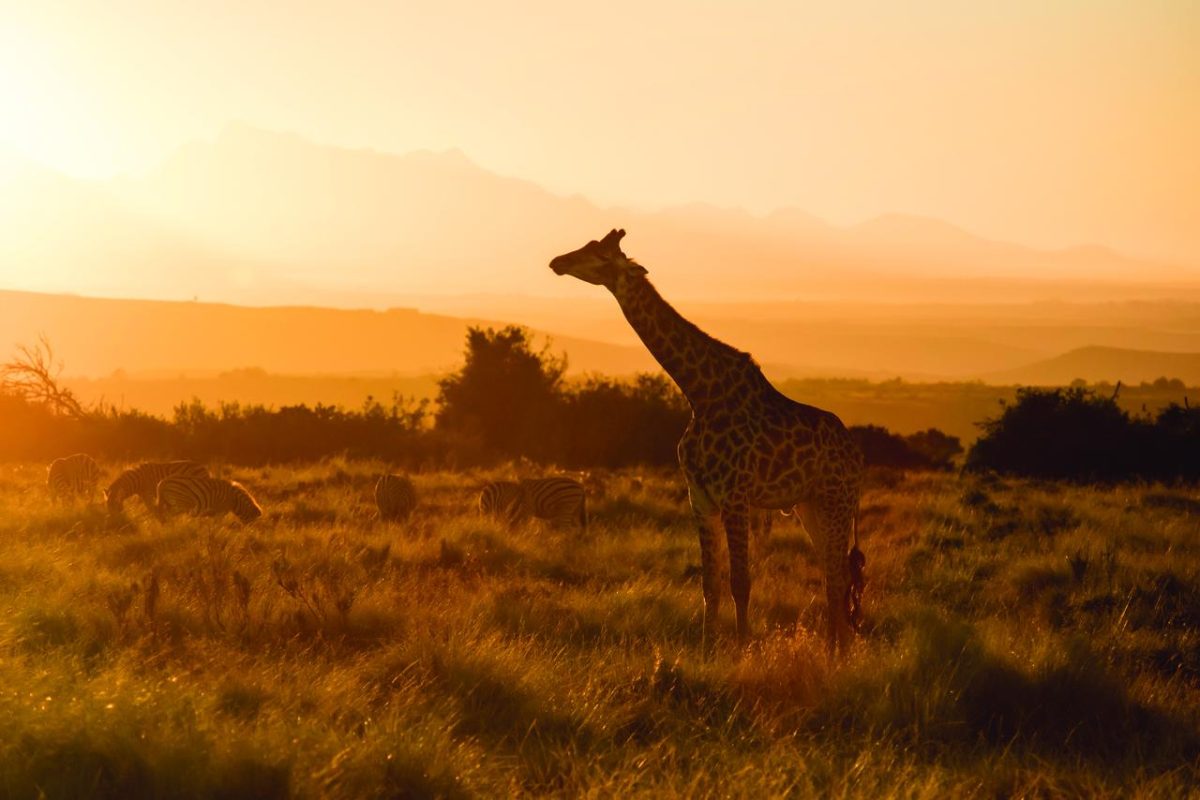 Cedarberg Travel | andBeyond Sandibe Okavango Safari Lodge