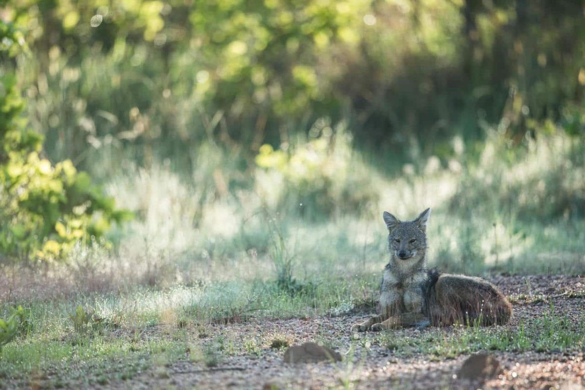 Cedarberg Travel | Ila Safari Lodge