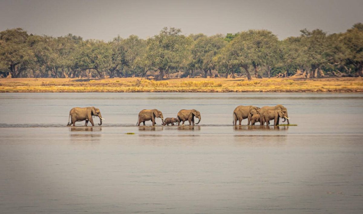 Cedarberg Travel | Royal Zambezi Lodge