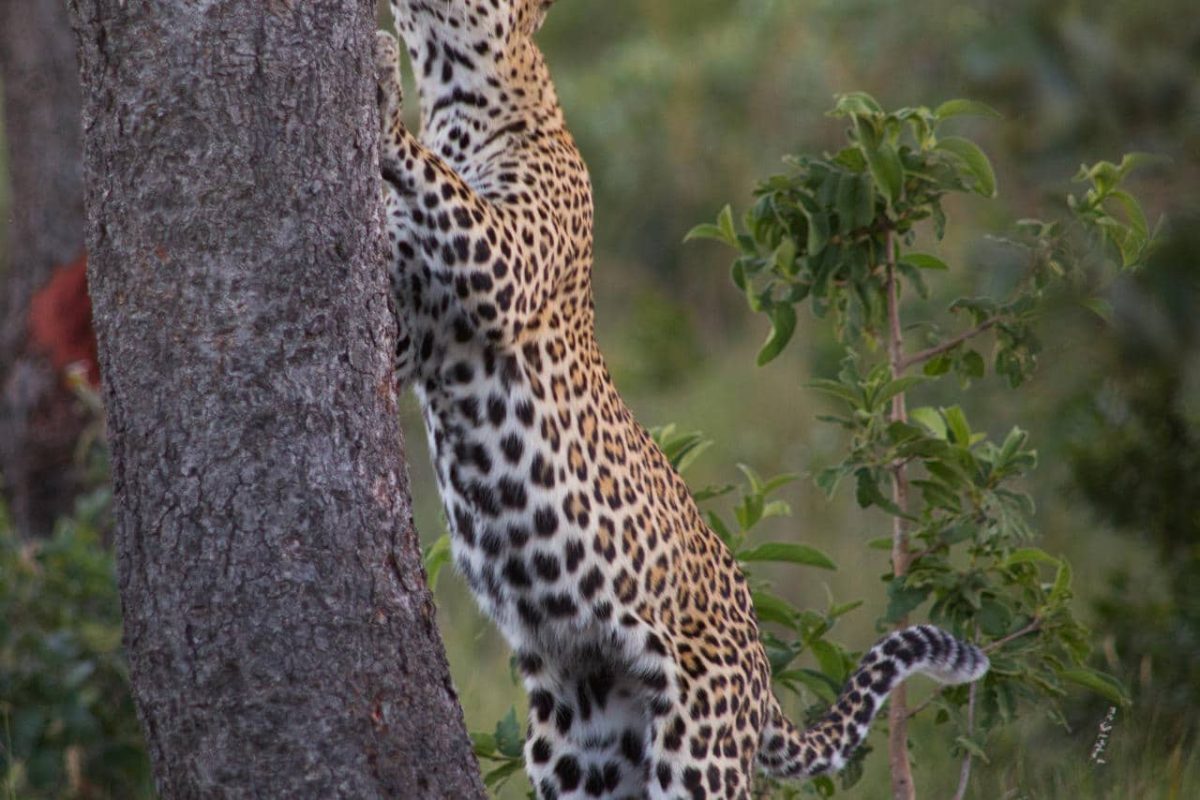 Cedarberg Travel | Makweti Safari Lodge