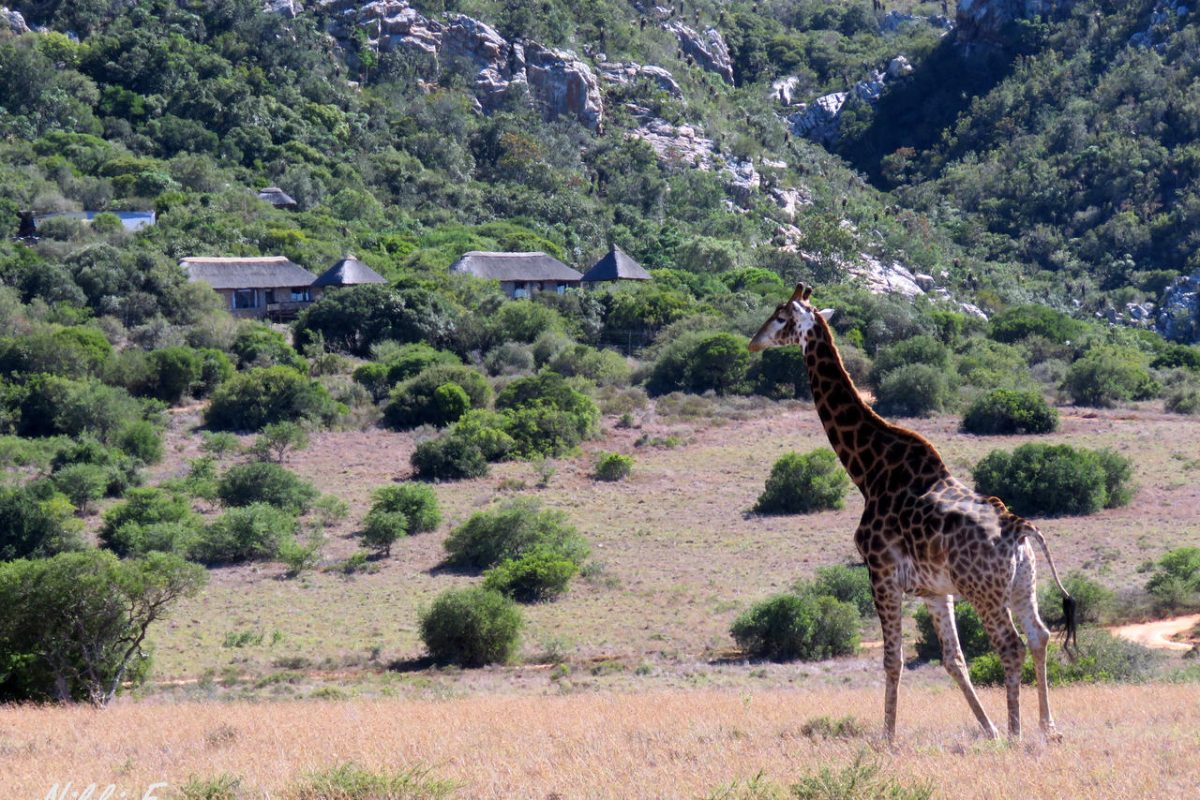 Cedarberg Travel | Amakhala Woodbury Lodge