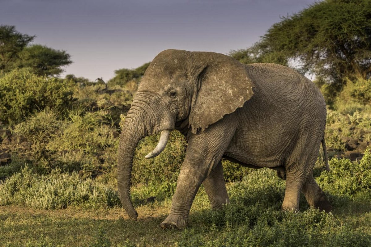 Cedarberg Travel | Hatari Lodge