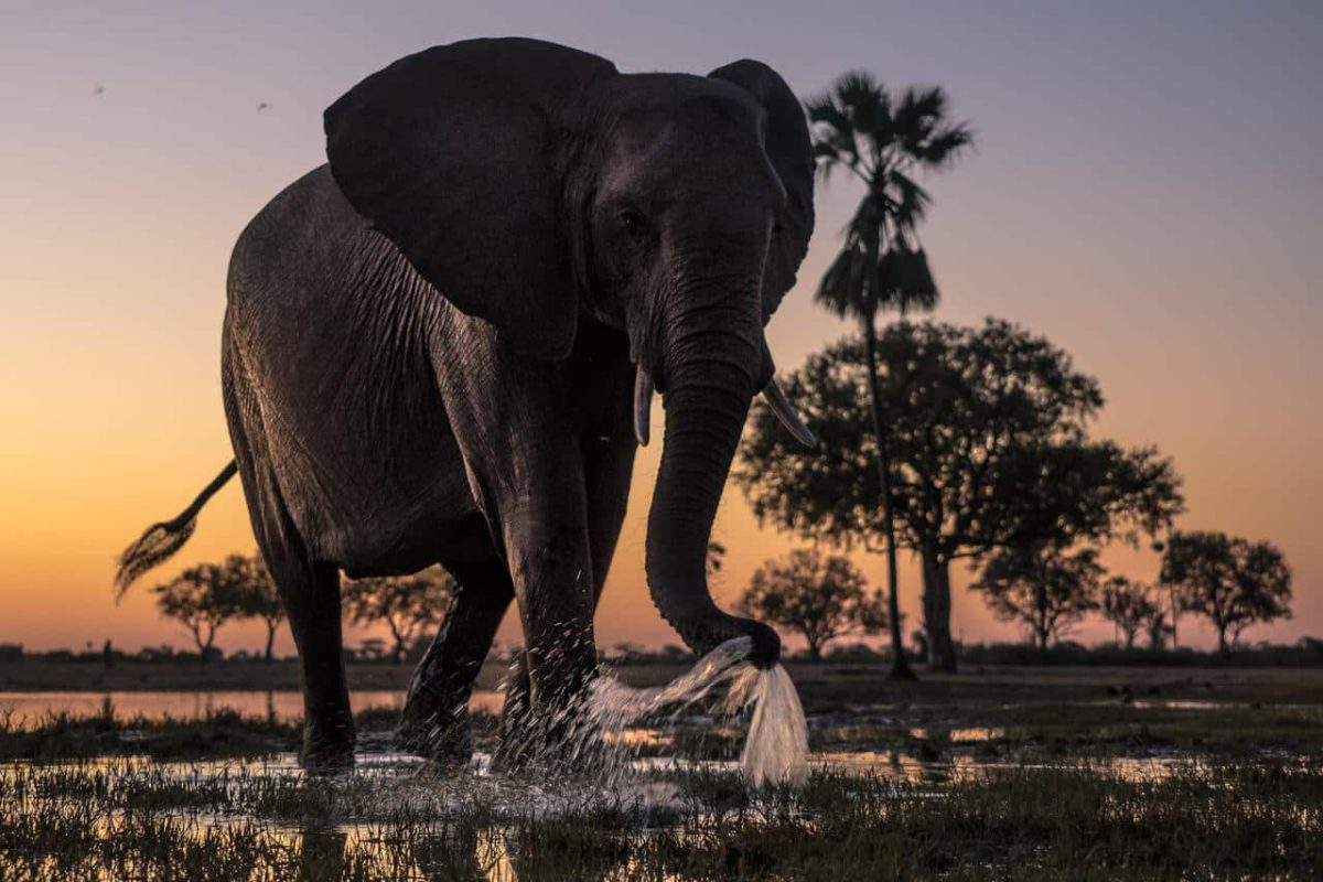 Cedarberg Travel | Linkwasha Camp