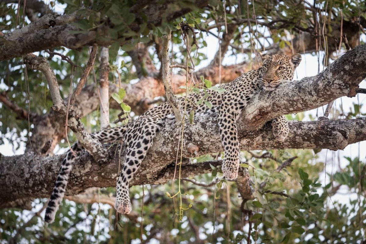 Cedarberg Travel | Chada Katavi