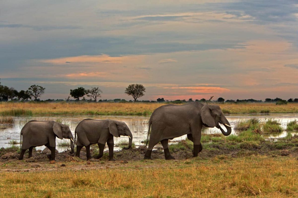 Cedarberg Travel | Discover Botswana Safari