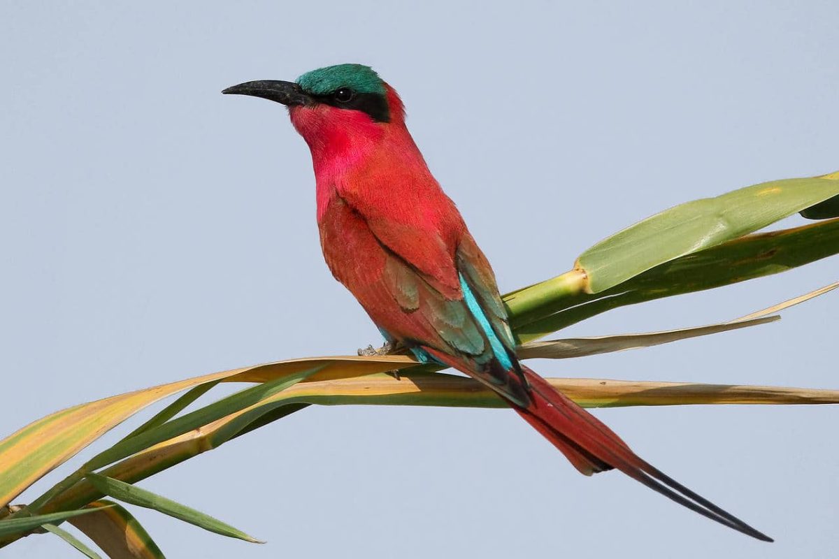 Cedarberg Travel | Kwando Lebala Camp