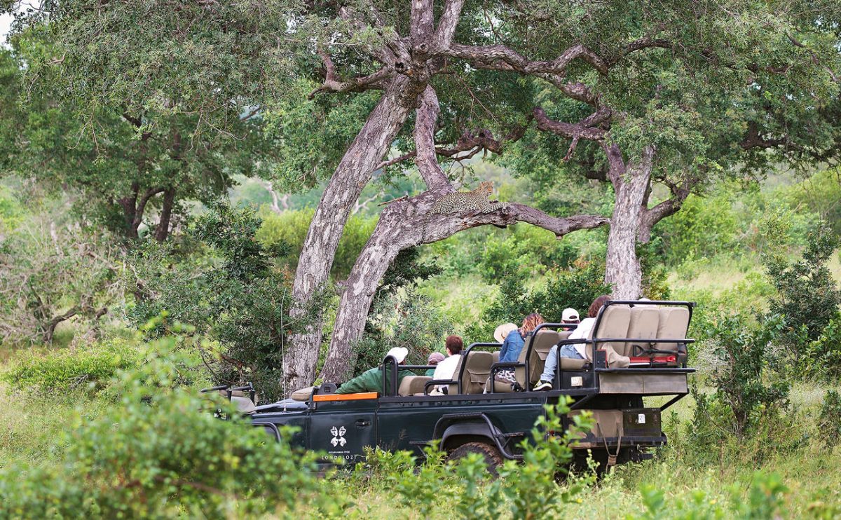Cedarberg Travel | Londolozi Tree Camp