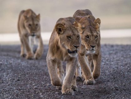 lions-on-a-andbeyond-safari-in-Tanzania