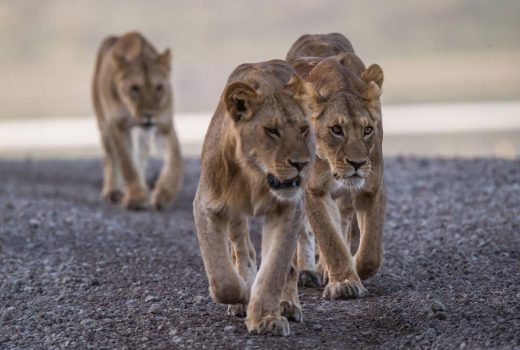 South Africa Safaris