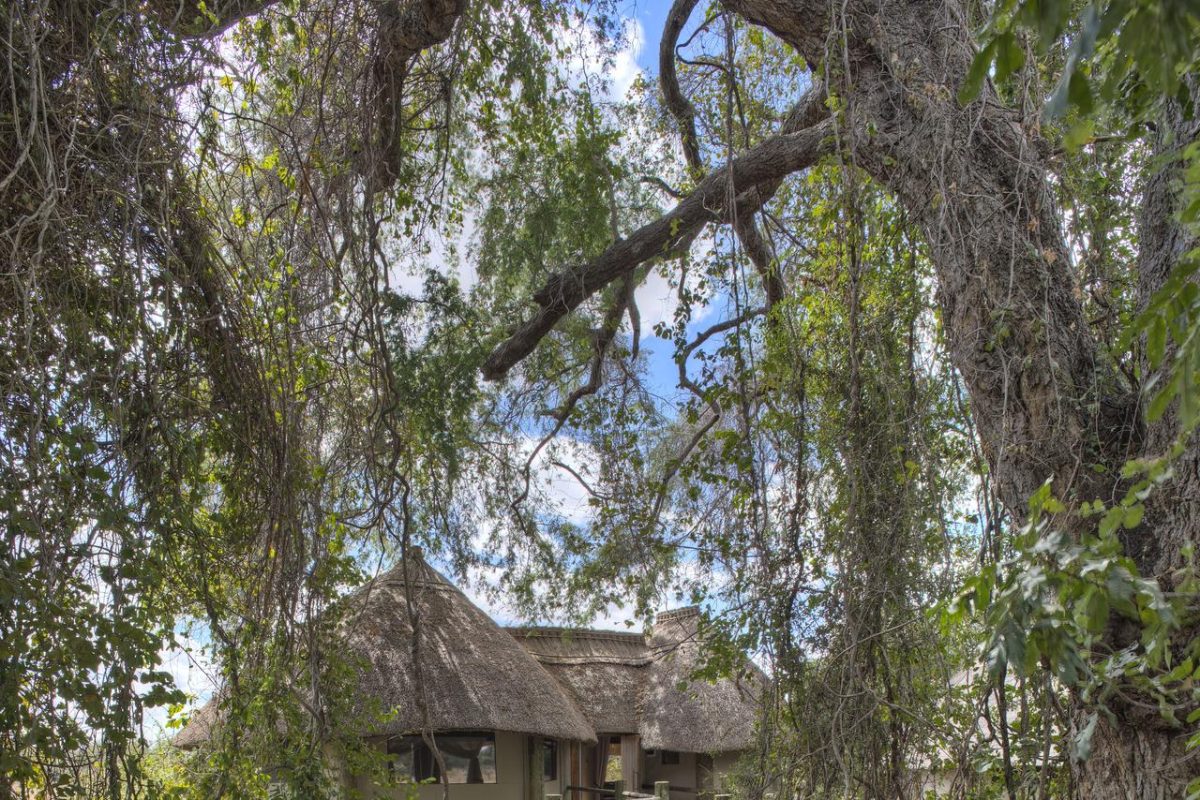 Cedarberg Travel | Lion Camp