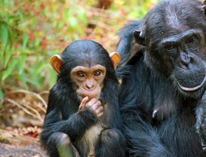 Western Tanzania Spectacular