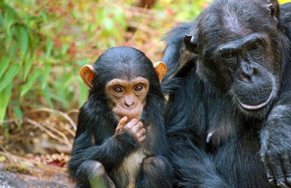 Western Tanzania Spectacular