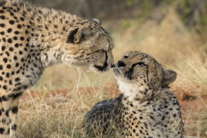 Cedarberg Travel | Namibia Untold Story Small Group Safari