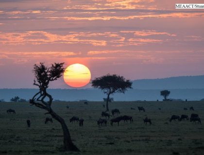 Porini Safari and Diani Beach