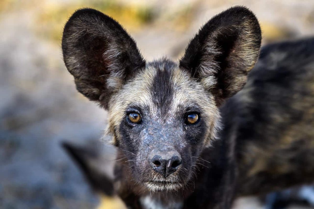 Cedarberg Travel | Savuti Camp