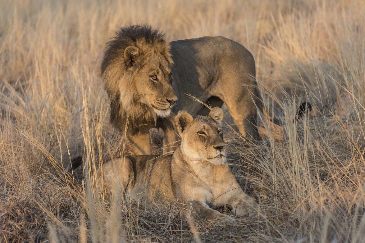 Cedarberg Travel | Savuti Camp