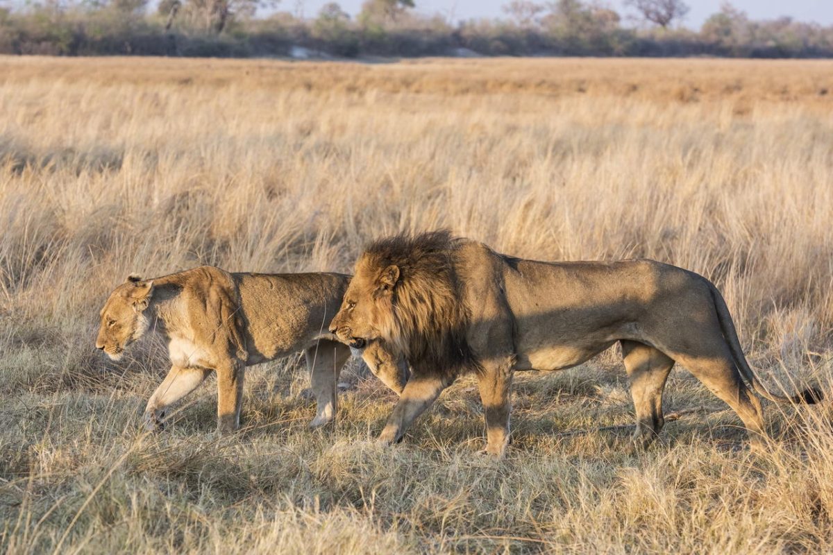 Cedarberg Travel | Savuti Camp