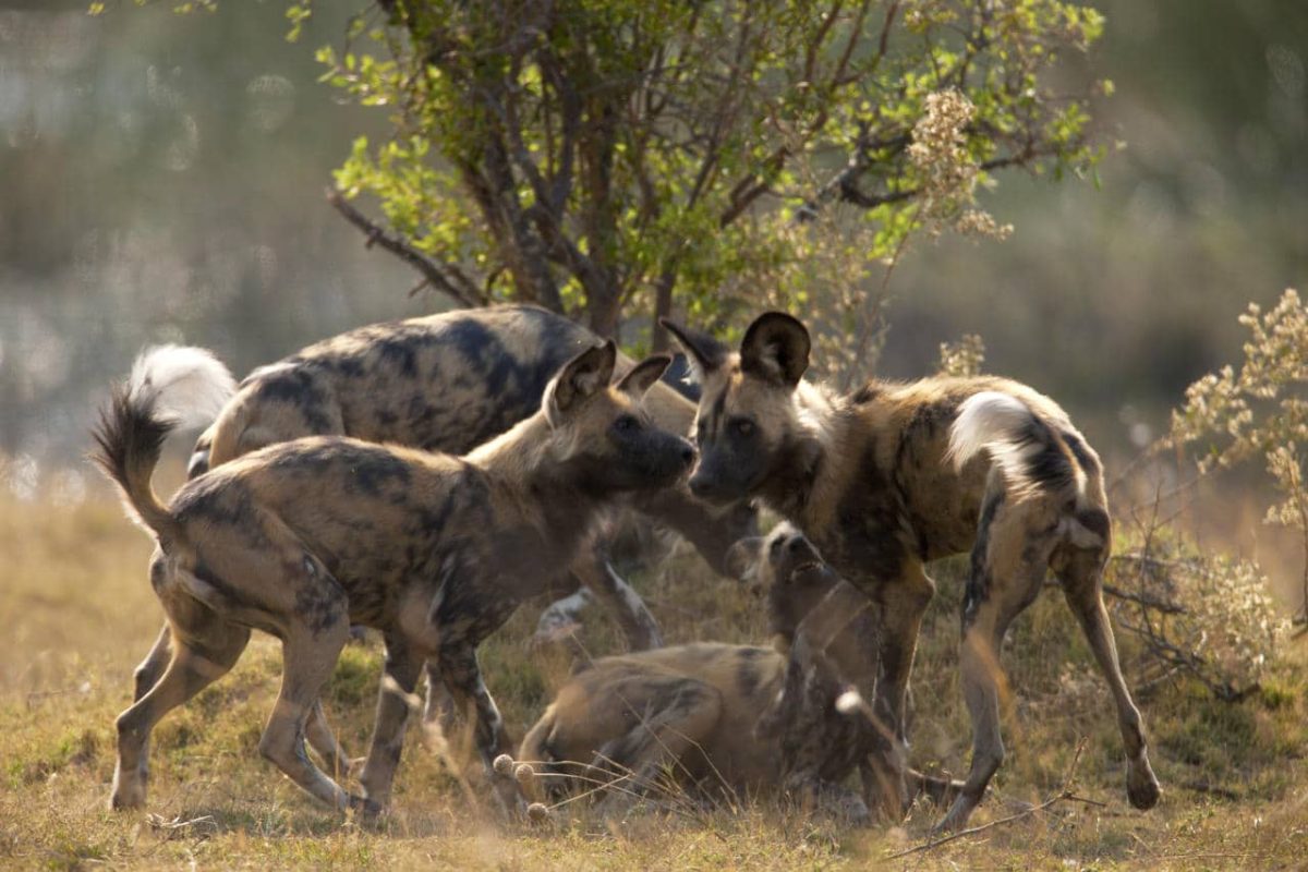 Cedarberg Travel | Selinda Camp