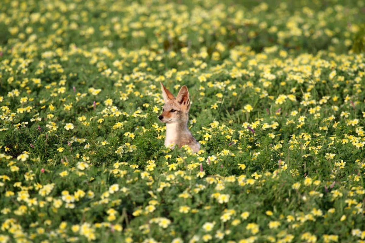 Cedarberg Travel | Spring Wild Flower tour
