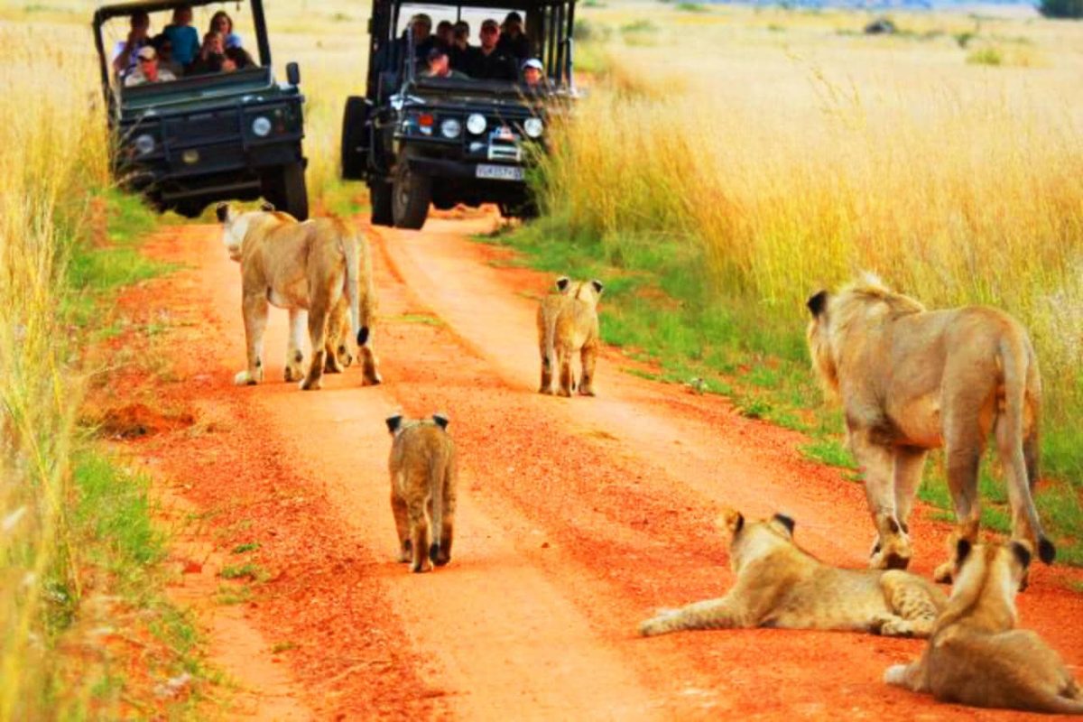 Cedarberg Travel | Welgevonden Safari Getaway