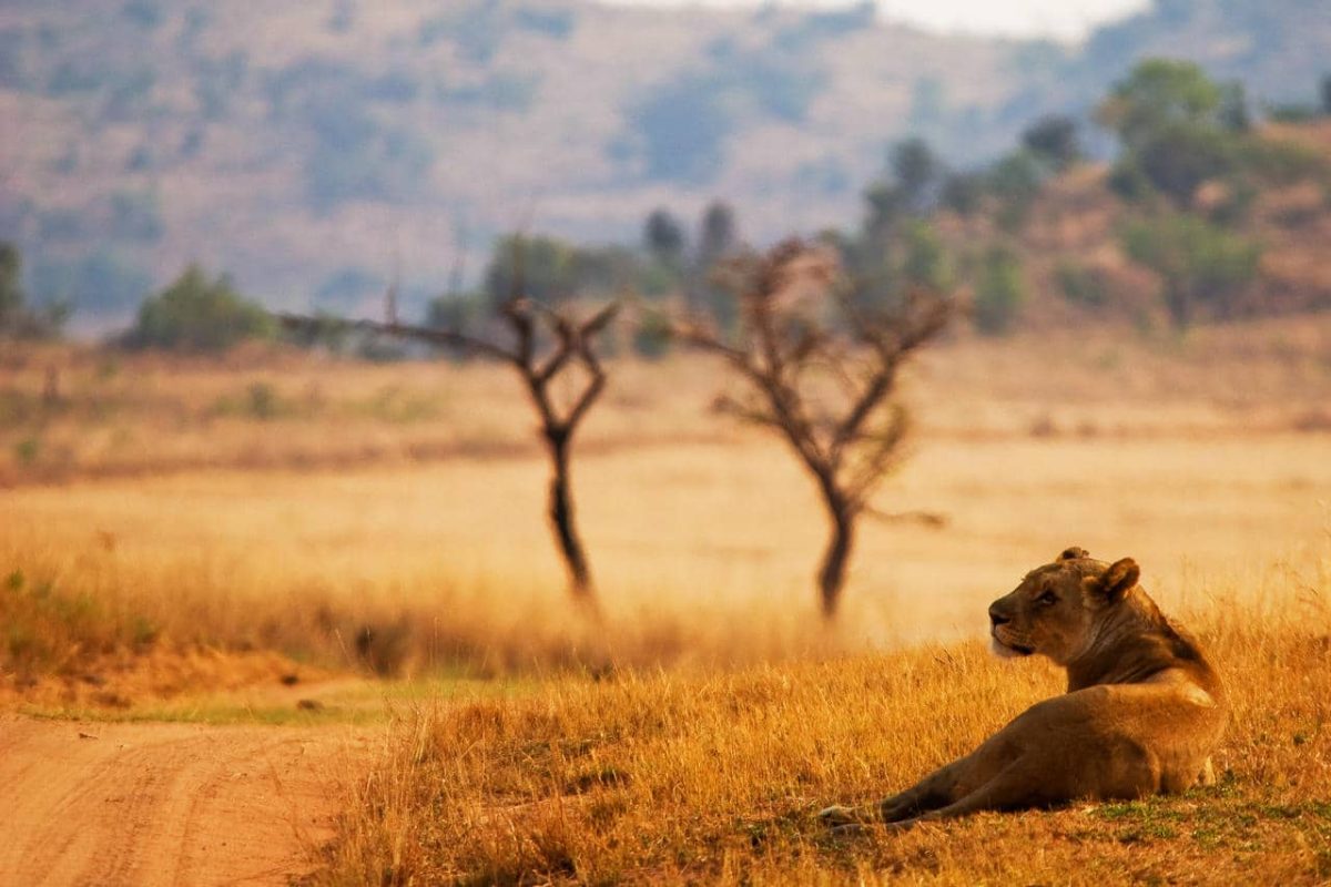 Cedarberg Travel | Welgevonden Safari Getaway