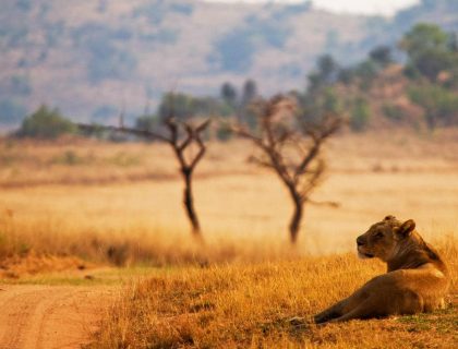 Welgevonden Safari Getaway