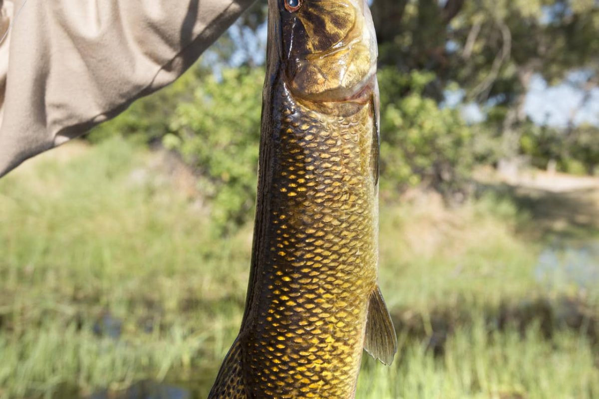 Cedarberg Travel | andBeyond Xaranna Okavango Delta Camp