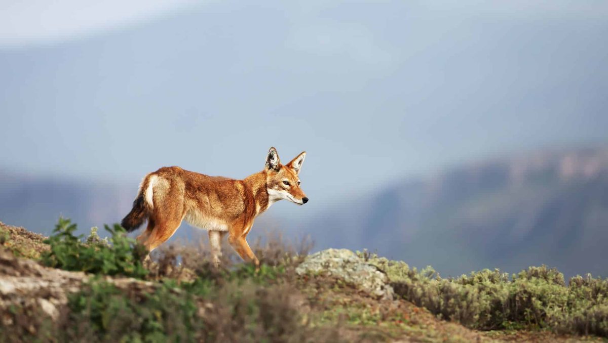 Cedarberg Travel | Trekking in Simien Mountain National Park with Lalibela