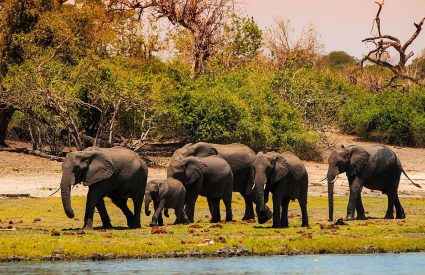 Ultimate Botswana Family Safari