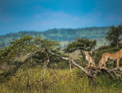 East African Exploration to Kenya & Tanzania
