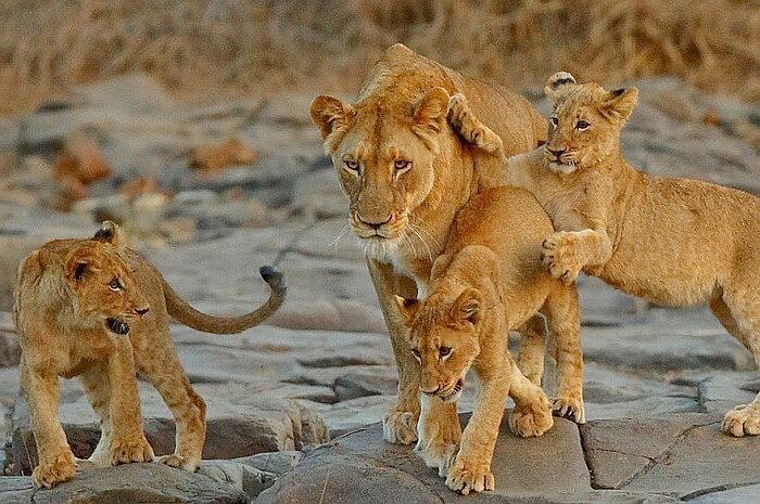 Cedarberg Travel | Cape Town, Zulus & Pearls