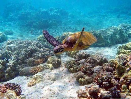 Kenya beach holidays at Watamu, diving with turtles