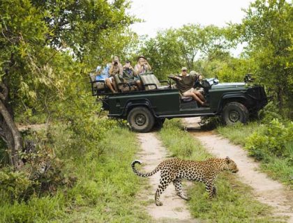 Kruger National Park concessions - leopard on a game drive