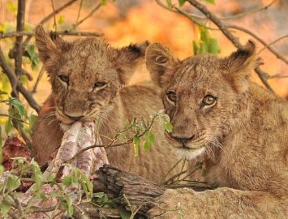 Essence of Botswana & Victoria Falls Safari