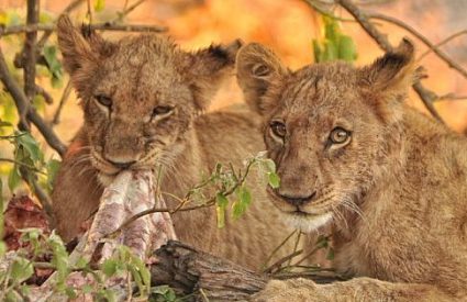 Essence of Botswana & Victoria Falls Safari