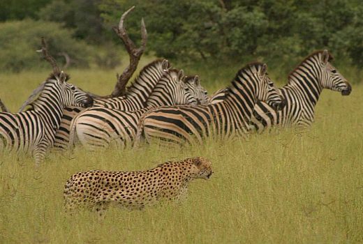 Discover Botswana Safari