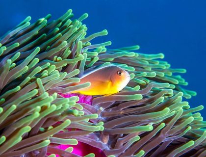 Mozambique-clown-fish-reef-diving