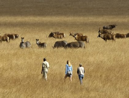 Nyika Plateau safaris - walking with zebras